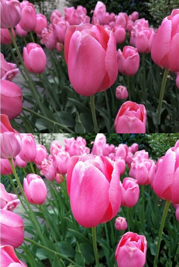 苹果在南半球国家开启返校促销：买 Mac 或 iPad Pro 赠送 Beats 耳机