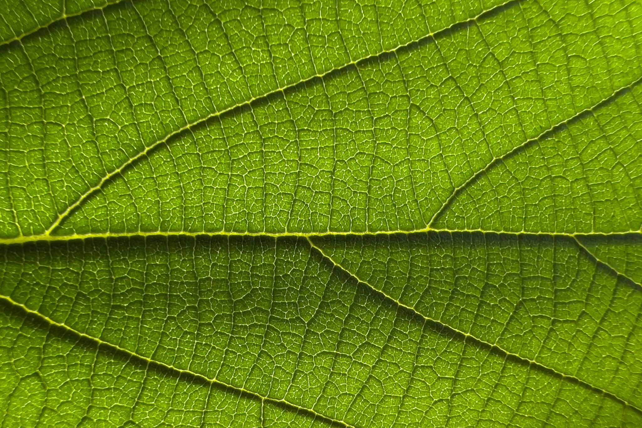 苹果发布 watchOS 7 第三个公测版