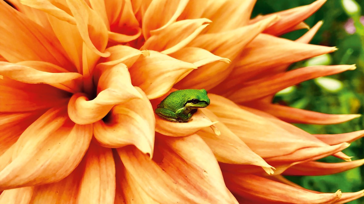 iPhone 6c真机图曝出：机型有点“矮肥圆”