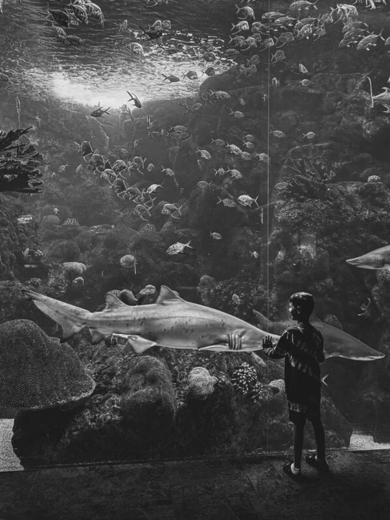 苹果 iPhone 11 成为 2020 一季度最受欢迎智能手机